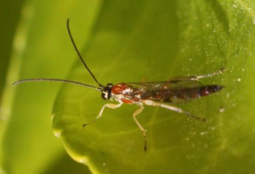 Réf. 252 912 : Tromatobia lineatoria